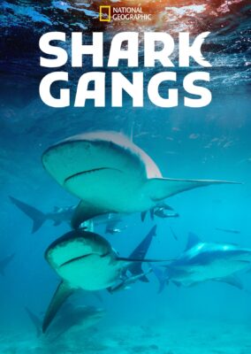 Shark Gangs