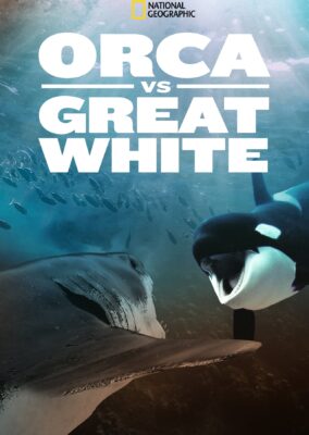 Orca Vs. Great White