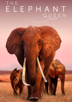 The Elephant Queen